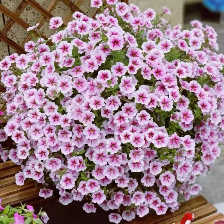 矮牵牛盆栽带花多年花开不断垂吊植物阳台庭院花卉