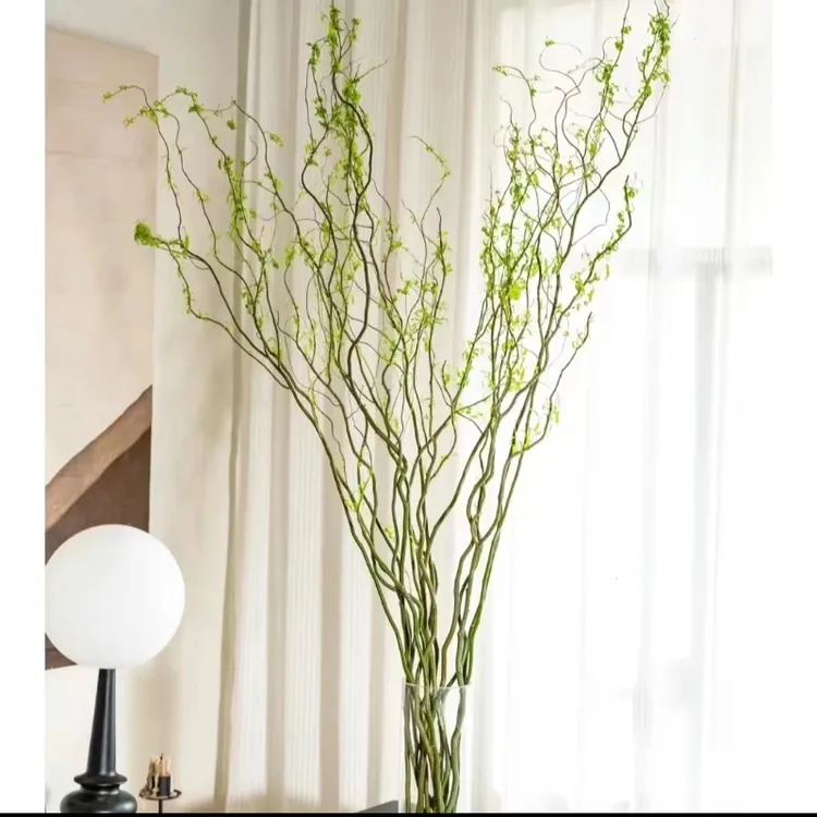 【基地直发】龙柳高端鲜枝水培植物室内好养活客厅绿植花卉