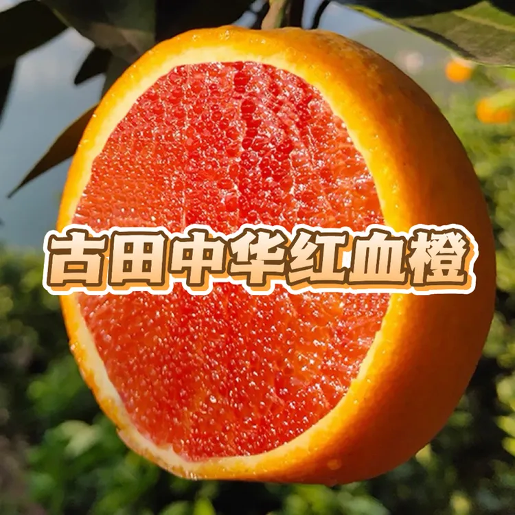 福建古田中华红血橙果农直发精选老树果新鲜当季水果香甜多汁