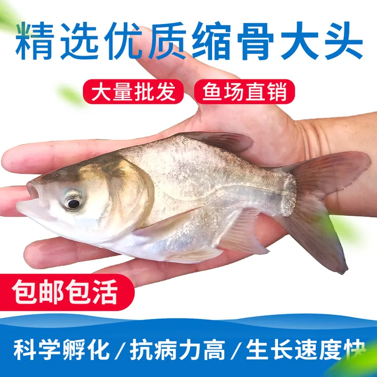 缩骨大头鱼苗大头鱼仙骨胖头鱼缩骨花鲢鲢鳙鱼花鲢鱼苗淡水食用鱼