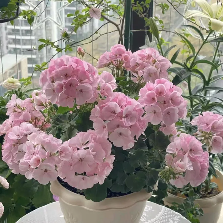 大力水手苹果花天竺葵盆栽生长快易爆花多年生院阳台新手易养护