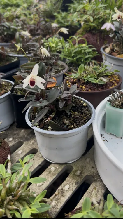 丹霞白花铁米石斛兰花迷你绿植适合室内摆放