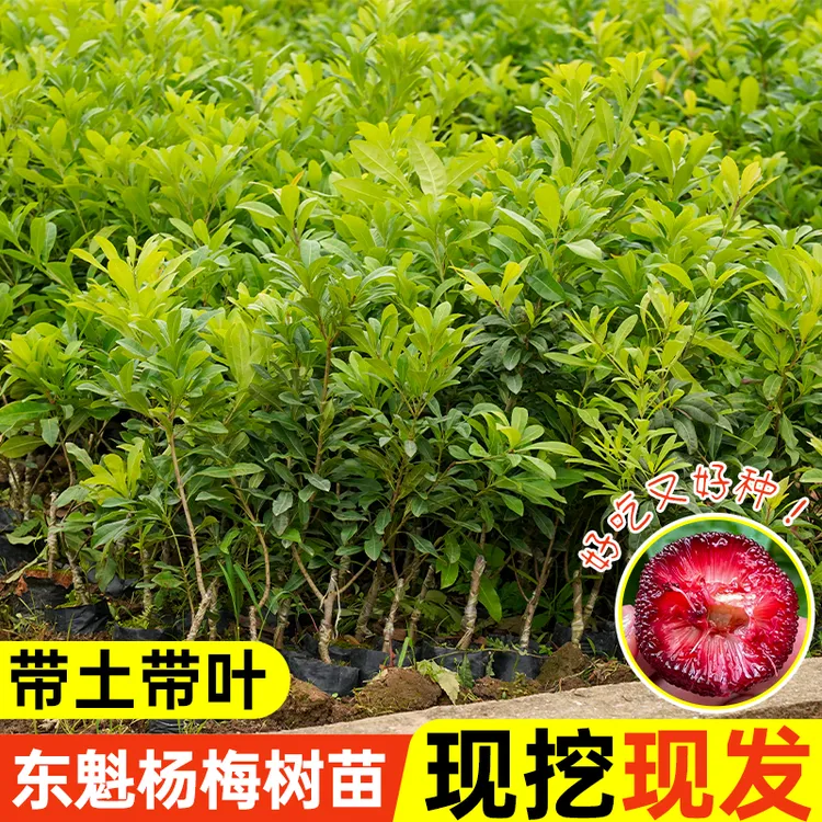 【嫁接杨梅】东魁杨梅树苗盆栽地栽南北方种植当年结果四季水果苗子