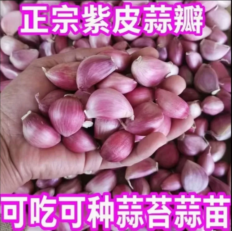 【云南老品种紫皮蒜】1干蒜泡蒜蒜瓣蒜种紫皮蒜可吃可种香蒜1-9斤