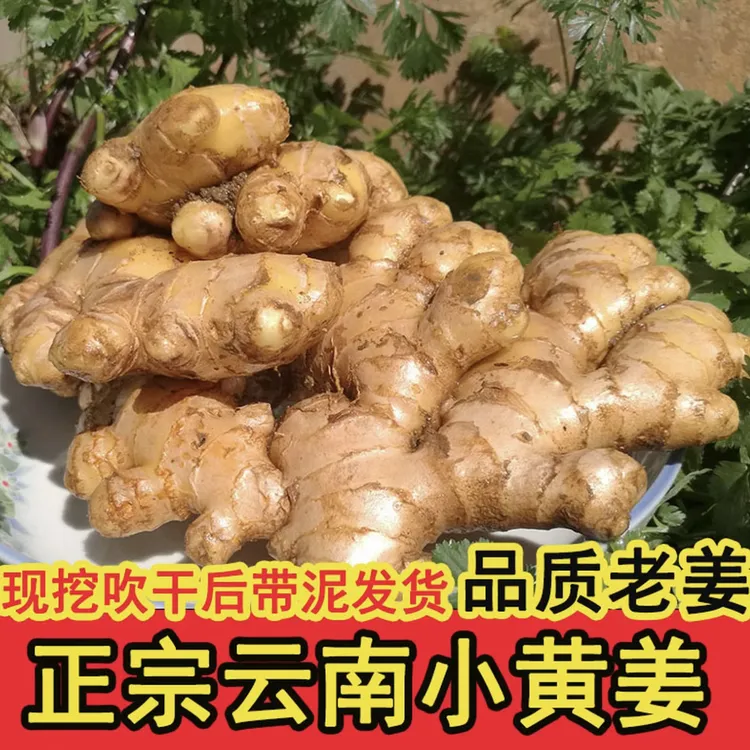 正宗云南小黄姜新鲜现挖生姜老姜月子姜农家自种高山应季蔬菜