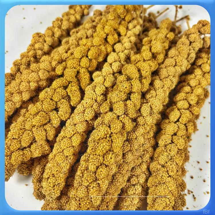 有机天然谷穗鹦鹉零食黄谷穗有机粮小米穗优质八哥饲料贝子鸟食