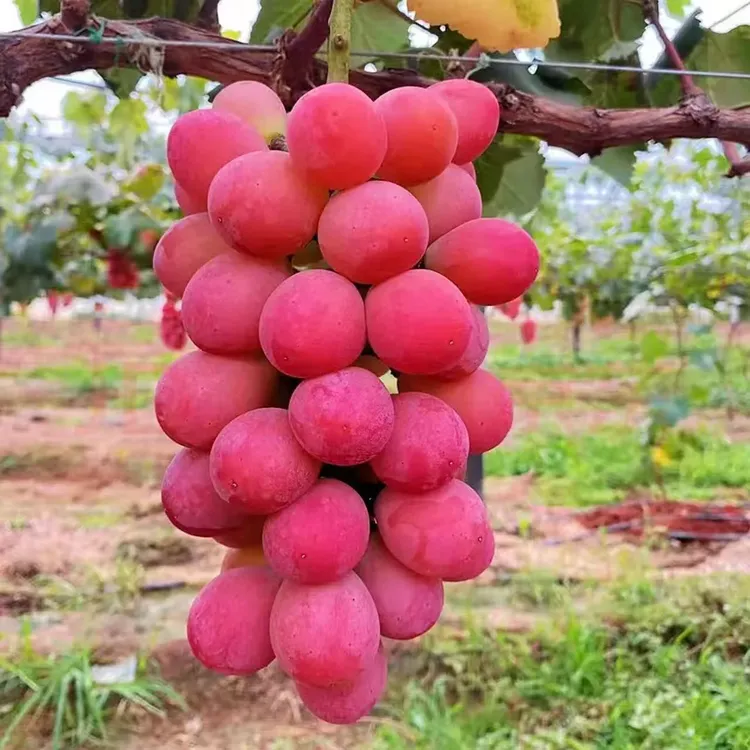 葡萄树苗阳光玫瑰夏黑红提南方北方盆栽地栽果树苗木