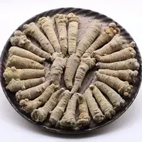 【20头滑头三七】山货 净含量500克 天然精品绿色
