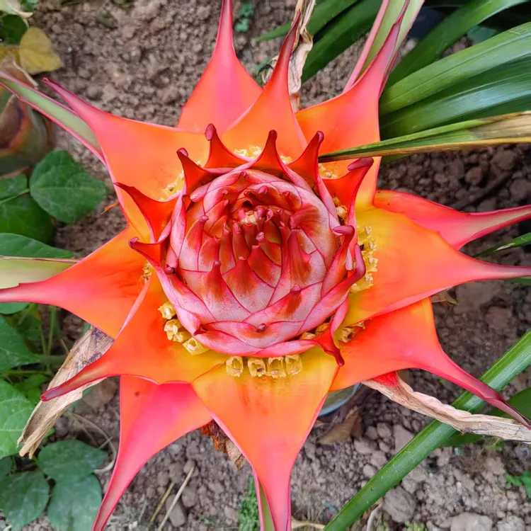 云南金莲花地涌彩虹莲带花苞千瓣莲花可食用名贵花卉招财植物