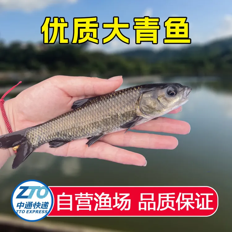 青鱼 淡水食用宠物观赏鱼