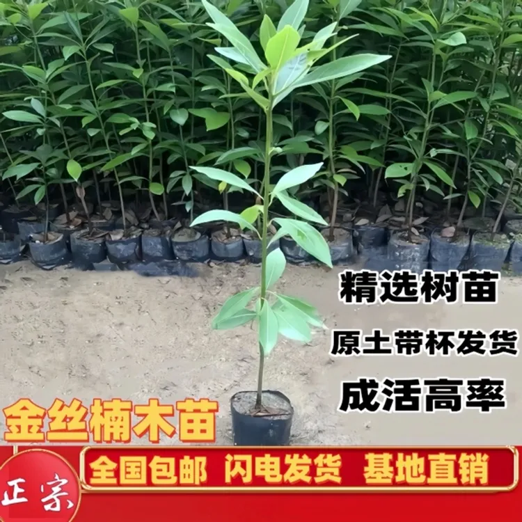 原土带杯金丝楠木树苗正宗小叶桢楠大树名贵北方树苗庭院四季常青