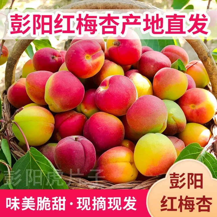 宁夏彭阳红梅杏脆甜 彭阳红梅杏新鲜甜杏子当季水果顺丰冷链空运
