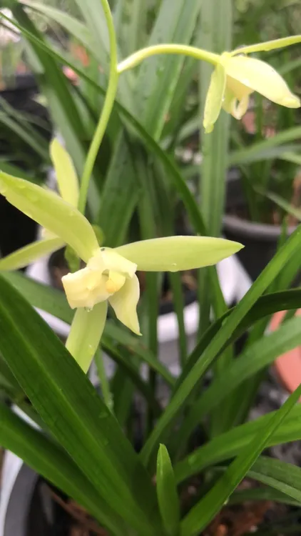 浓香型纯色大凤素兰花苗室内好养易成活花卉盆栽素心兰