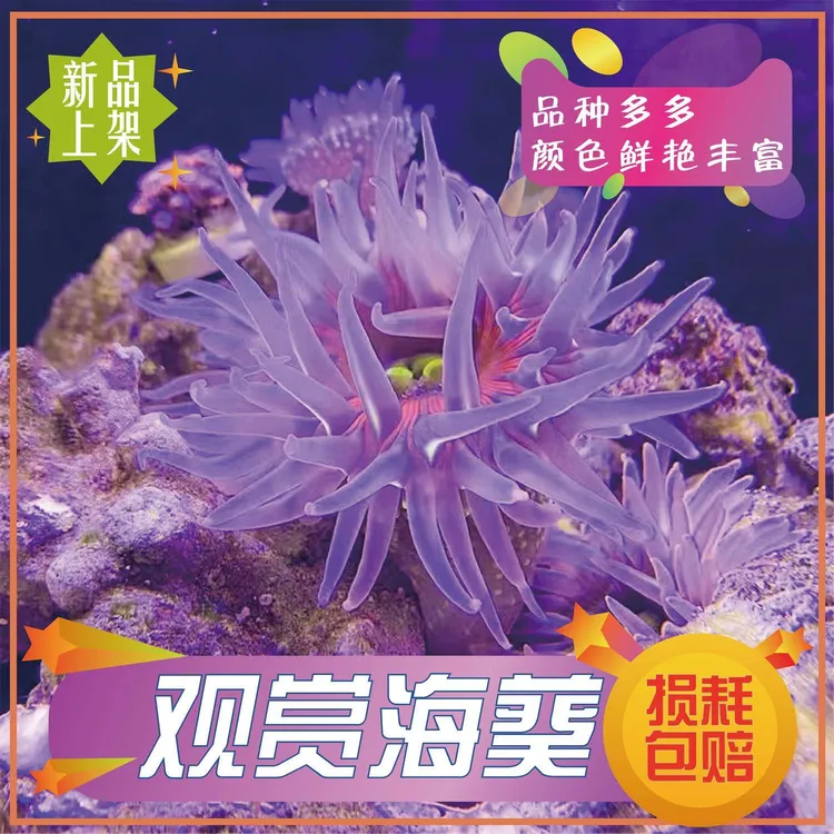 观赏海葵软体珊瑚海缸宠物造景海洋生物荧光粉点海葵小丑鱼共生