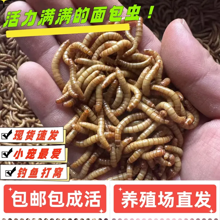 鲜活面包虫黄粉虫活虫乌龟金龙鱼蝎子蛙八哥鸟食宠物饲料钓鱼饵料