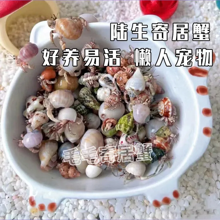 陆生寄居蟹暑假六一儿童节礼物