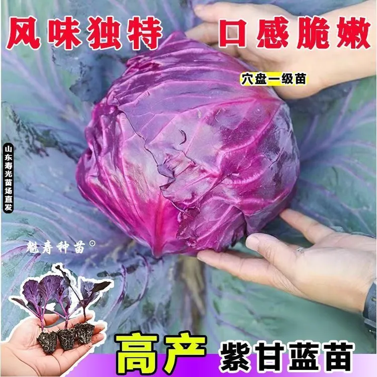 寿光耐寒耐热紫甘蓝苗秧绿包心菜大头菜种子四季高产抗病基地直发