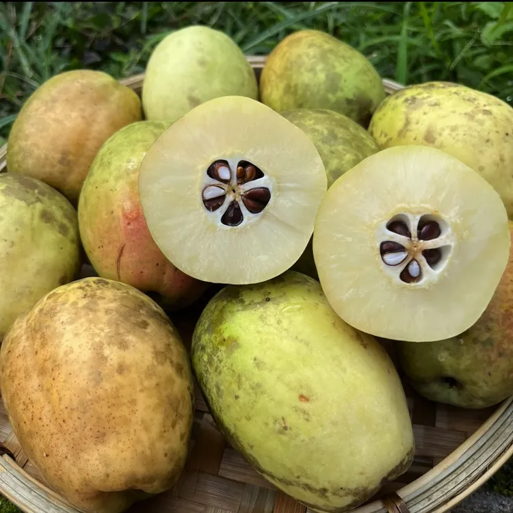 云南德宏老品种新鲜酸木瓜生吃凉拌炖鸡煮鱼泡酒食用1斤 3斤 5斤