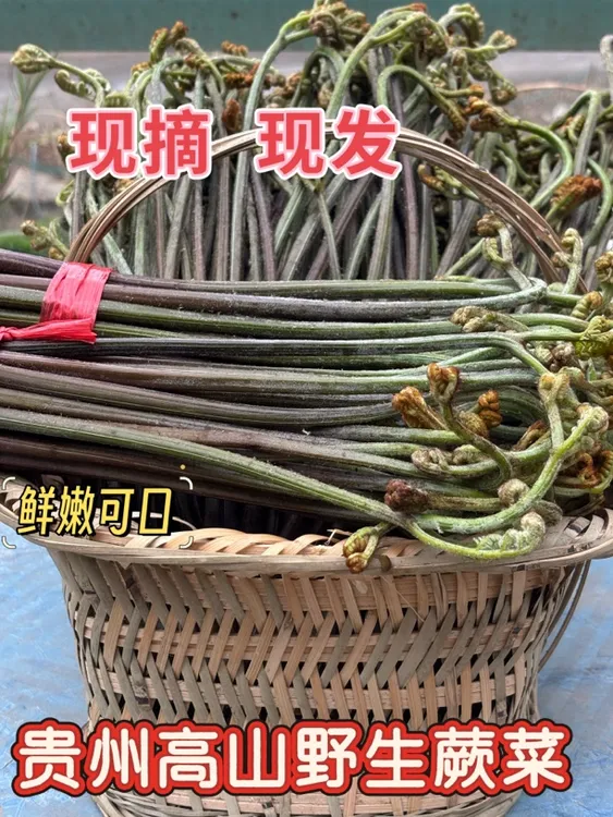 贵州高山野生蕨菜  新鲜蕨菜，鲜嫩可口