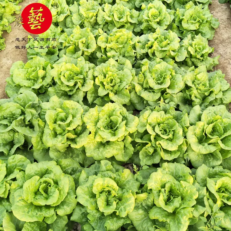 豫艺全能半结球生菜种子，耐寒耐热适应性强小菜园专用10克装