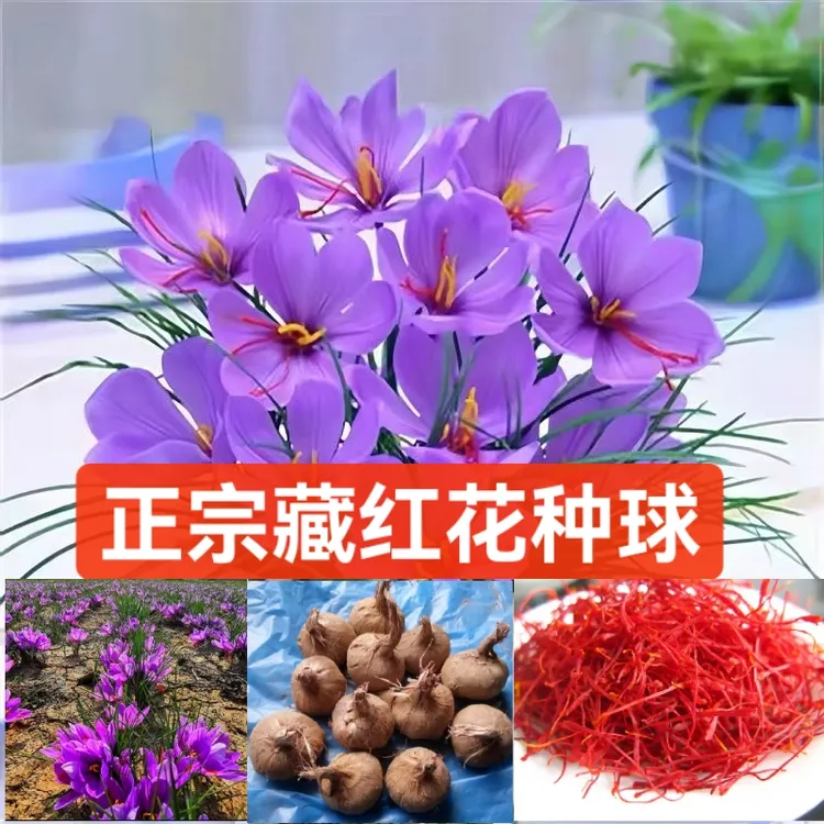 正宗藏红花种球支持三农发展