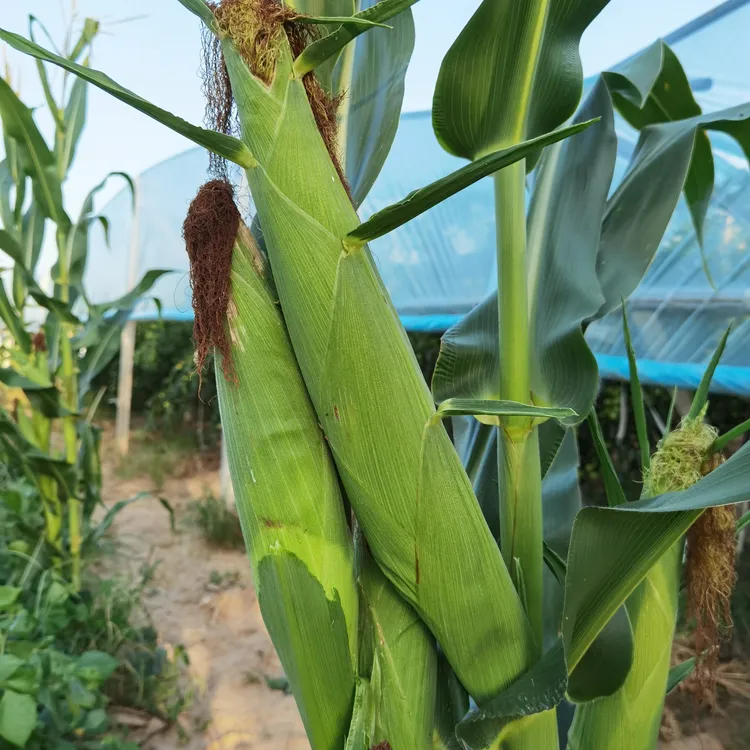 陕西当季传统粮食玉米