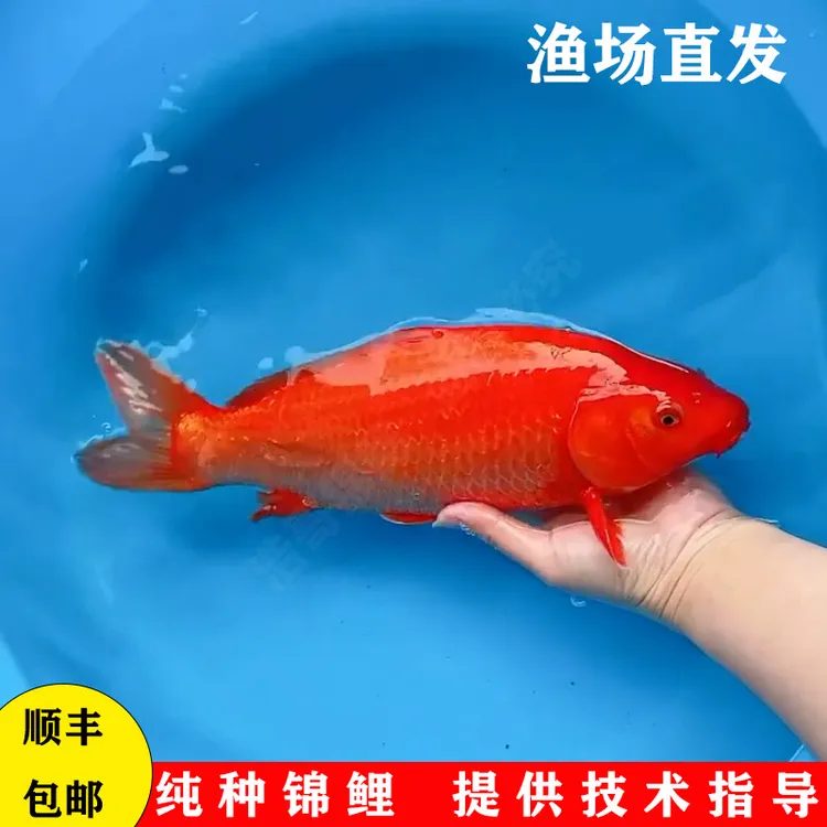 纯种火鲤锦鲤鱼精品火红鱼招财冷淡风水宠物鱼大小型纯红观赏鱼苗