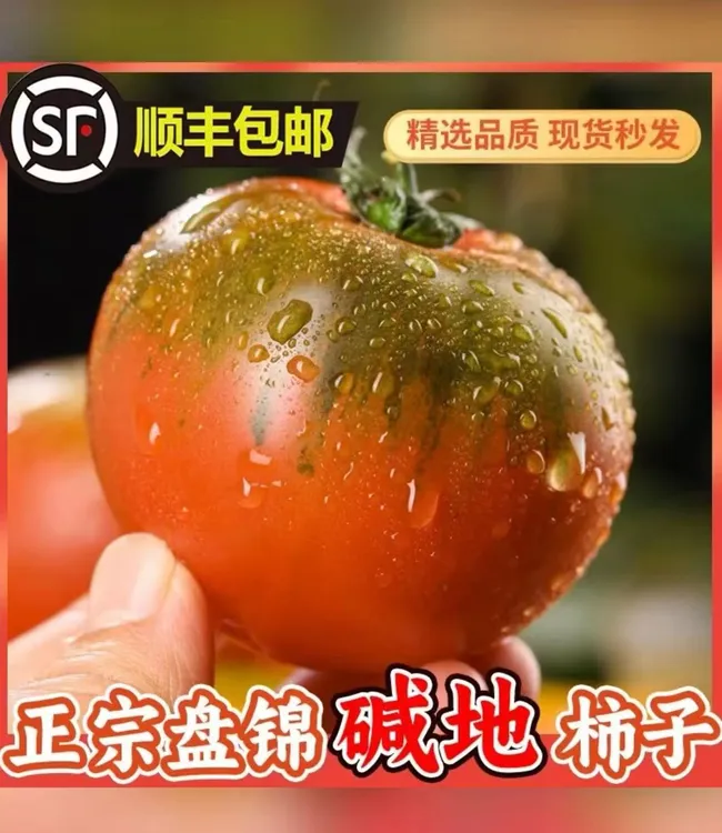 盘锦碱地柿子 草莓柿子 铁皮柿子 绿腚番茄 顺丰包邮 产地直发~