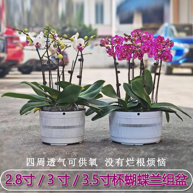  蝴蝶兰小盆栽拼组花盆圆形塑料洋兰定植花钵ins风连体可爱异形盆