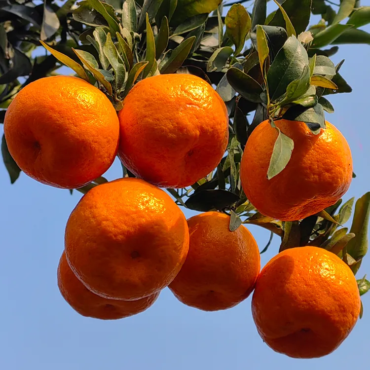 大椪柑超甜细腻多汁手剥少籽金水柑宜昌新鲜水果时令芦柑丑柑橘子