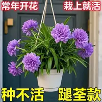 新款大花金边吊兰种球发货金心吊篮青叶盆栽办公室内绿植苗植物
