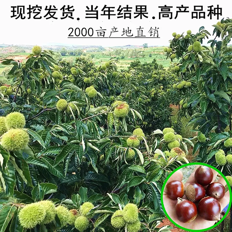 嫁接板栗树苗脆甜奶香板栗苗南方北方种植当年结果果树果苗成活