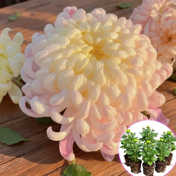 国华大菊花开花花卉绿植阳台耐热寒室内外鹅毛粉黛菊菊花盆栽四季