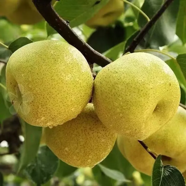 砀山酥梨脆甜爆汁多汁健康美味水果