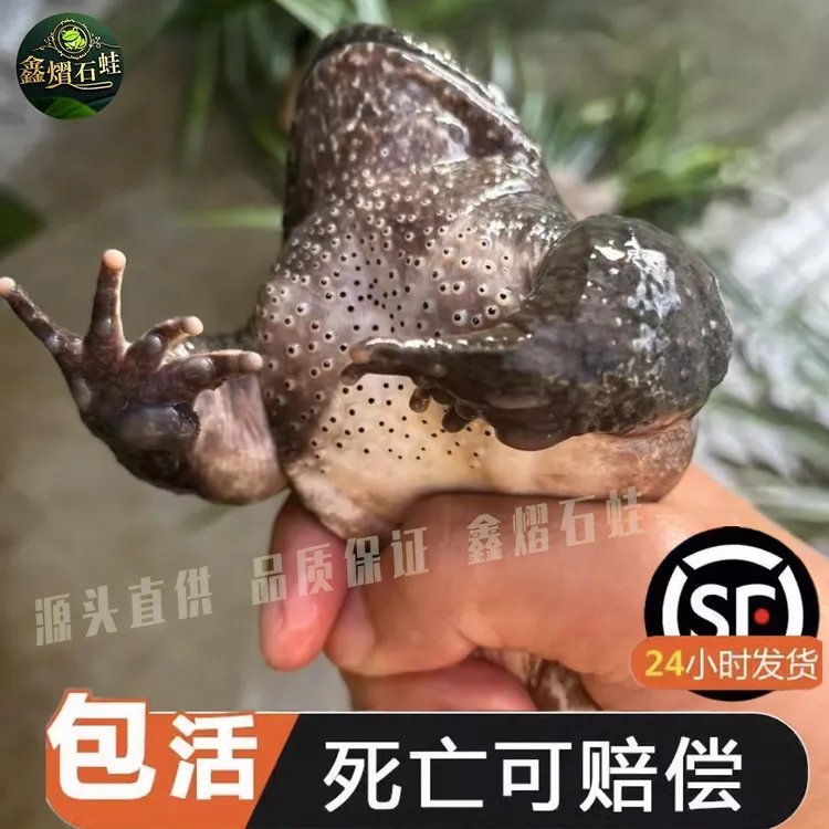 福建南平鲜活泉养大山蛙石鳞石洞石润孩子学走路月子补品