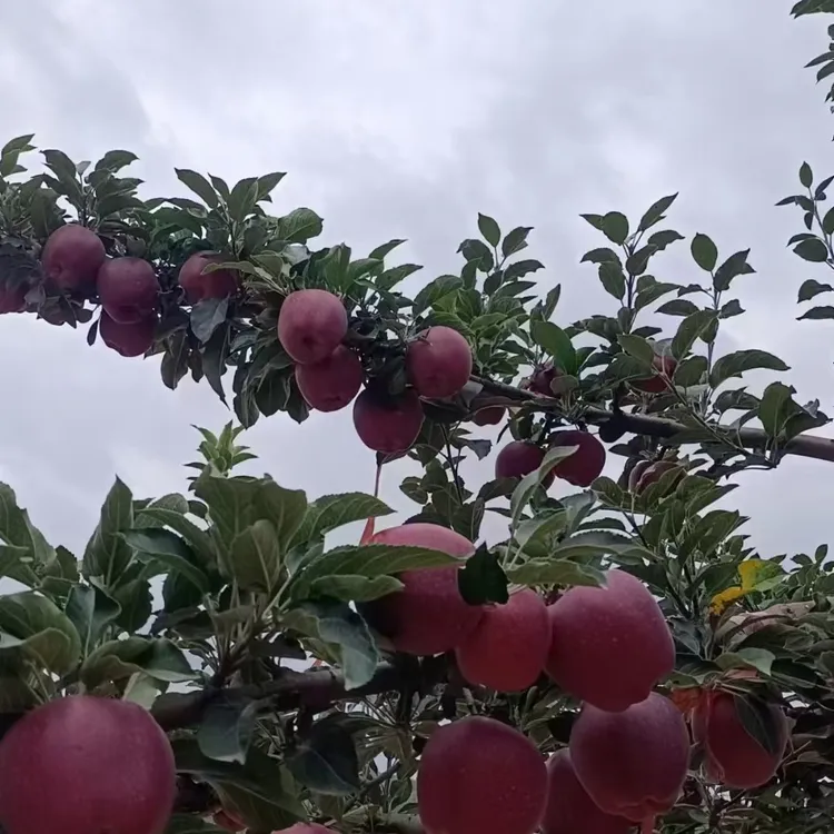 天水花牛苹果 5-12斤装