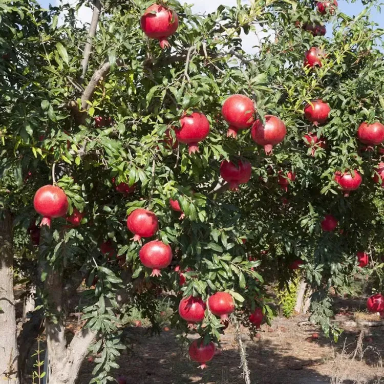 多品种石榴树原盆原土带果（包成活不包果，介意慎拍）耐寒耐热