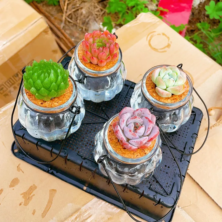 水培多肉植物组合玻璃花盆盆栽好精品懒人绿植好养活