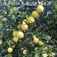 柚当季新鲜现摘果肉细腻多汁清甜可口