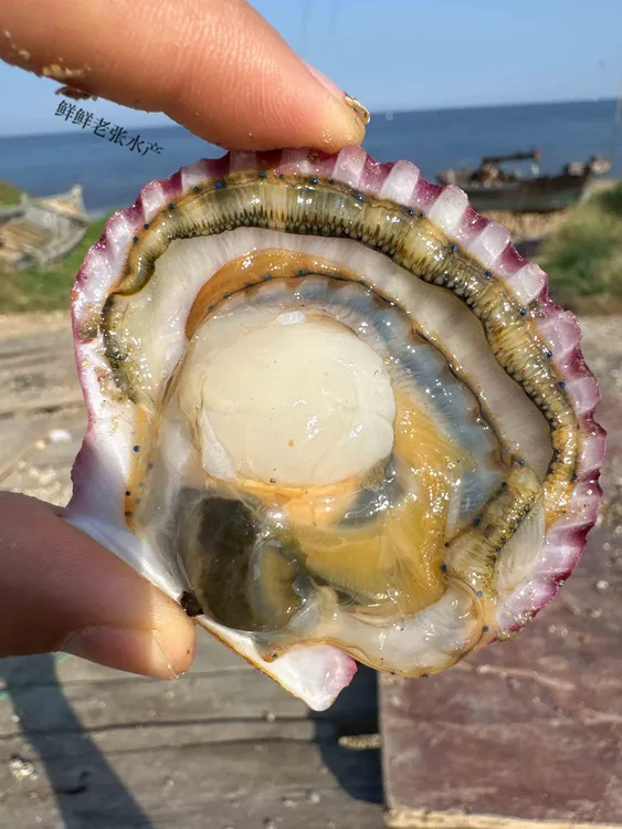 （升级规格）5斤小红贝扇贝【免洗无沙】鲜甜肥美【保鲜到家】