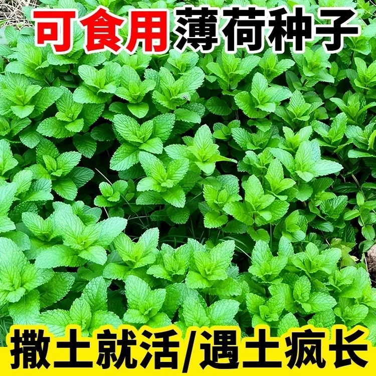 四季薄荷种子易种驱蚊可食用薄荷庭院阳台盆栽易活种子