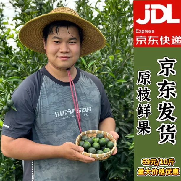 新会小青柑鲜果【小青柑茶专用果】【果园直供】京东包邮到家