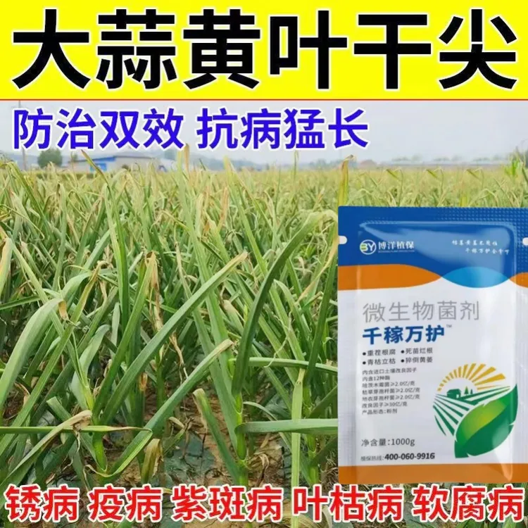 大蒜重茬专用防烂根沤根死棵烂苗改善土壤抗重茬生根壮苗立枯黄萎