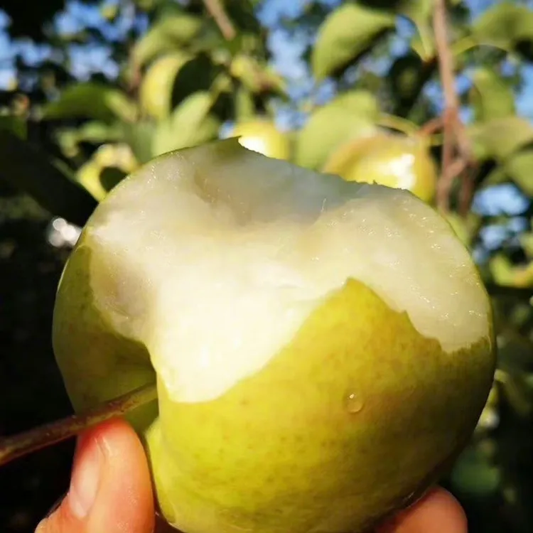 【511449】山西隰县玉露香梨一级果脆甜多汁果园直发香梨妹坏果包赔