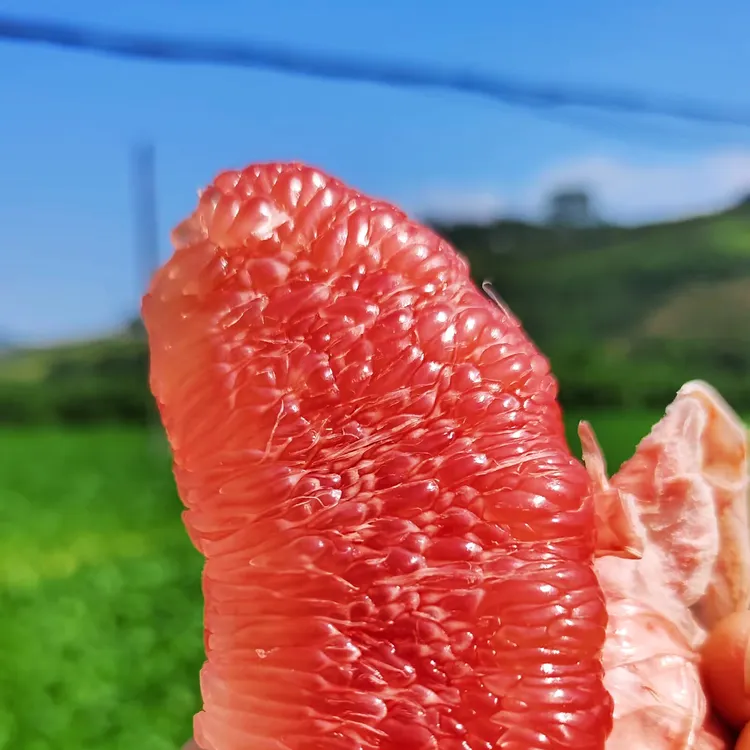【头茬果】福建平和现摘当季三红蜜柚皮薄肉厚多汁应季新鲜水果