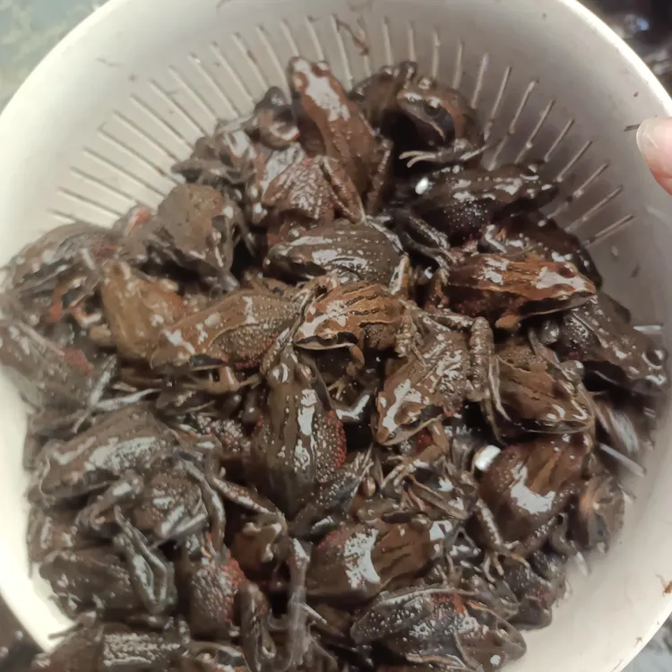 东北河鲜特产红肚母蛤，大母，小母都有，活体发货中通快递包邮