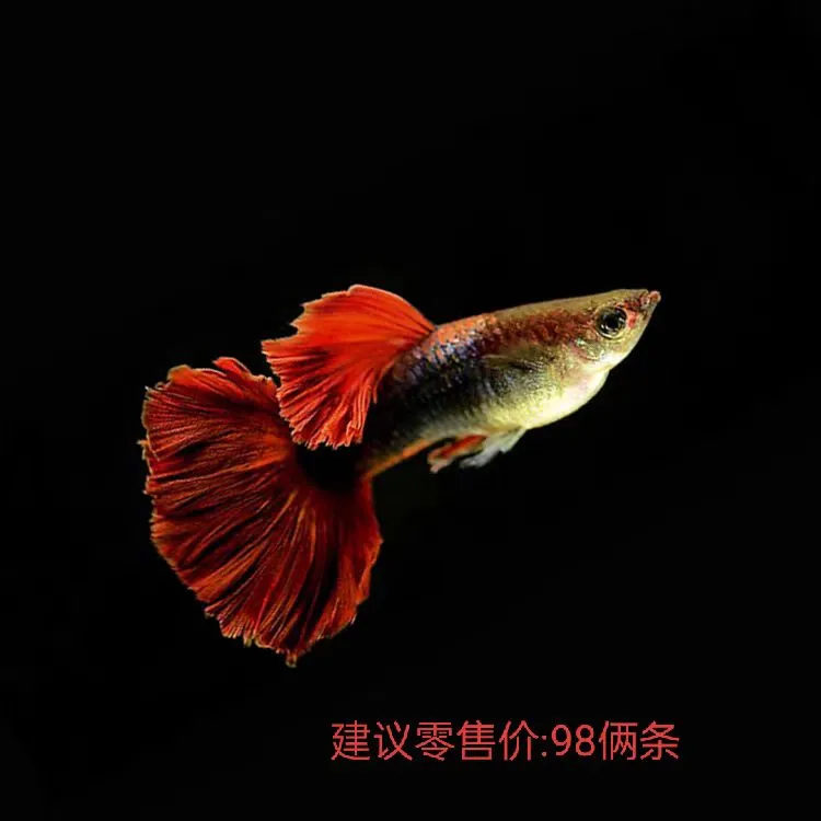 纯种大帆基因小型观赏孔雀鱼菊花帆褶扇凤尾鱼耐活