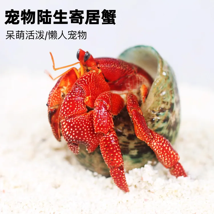 陆生寄居蟹宠物活物淡水草莓短腕紫陆灰白深紫观赏蟹活体懒人宠物