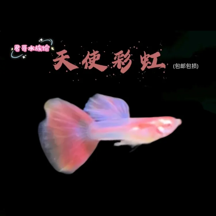 （天使彩虹）精品孔雀鱼公母发货入鱼缸不包损