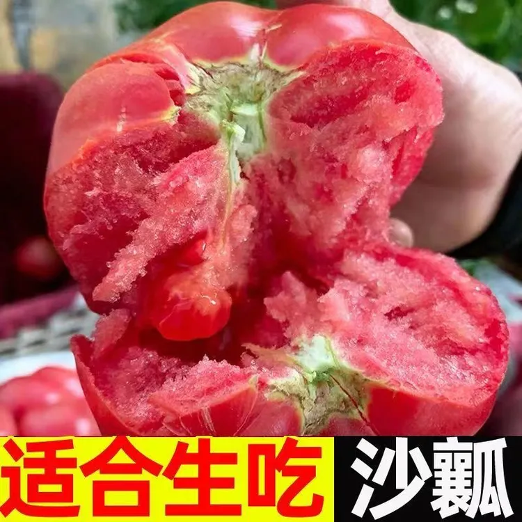 宁夏露天沙瓤西红柿水果番茄非草莓柿子新鲜现摘生吃果
